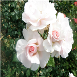 A WHITER SHADE OF PALE (hybrid tea)